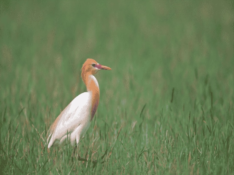 试管凝集特点有（宁波试管是几代）